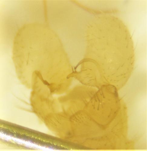 Dicranomyia chorea